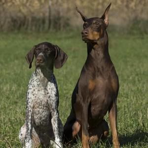 Meet your Posher, Peggy